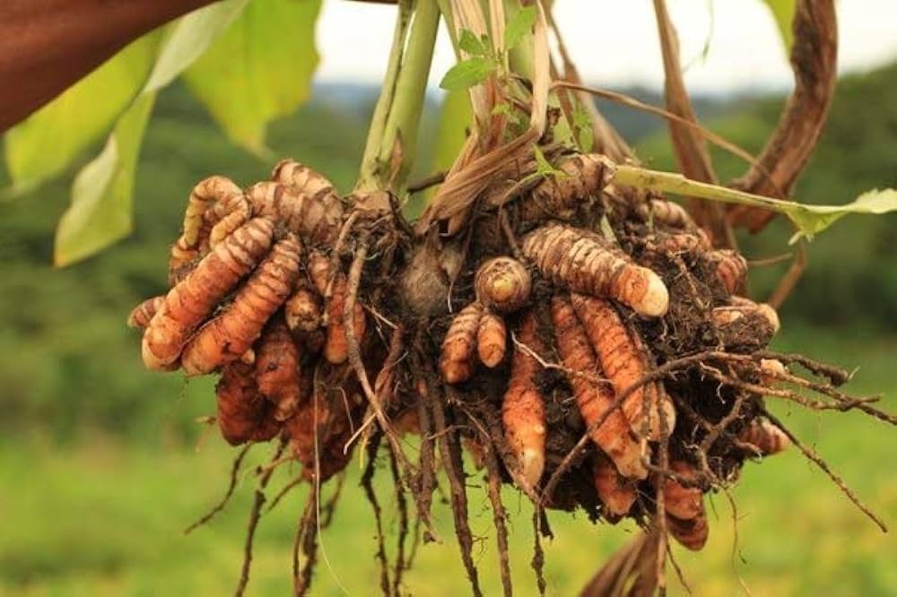 Brown Turmeric Plant Seeds – Heirloom, Non-GMO, High Germination Organic Garden Seeds for Planting – Healing Herbal Root