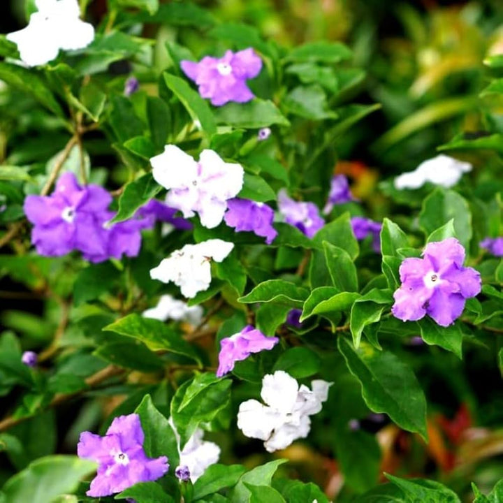 Brunfelsia Flower Seeds for Planting – Fragrant Blooms | Heirloom Non-GMO Seeds | High Germination