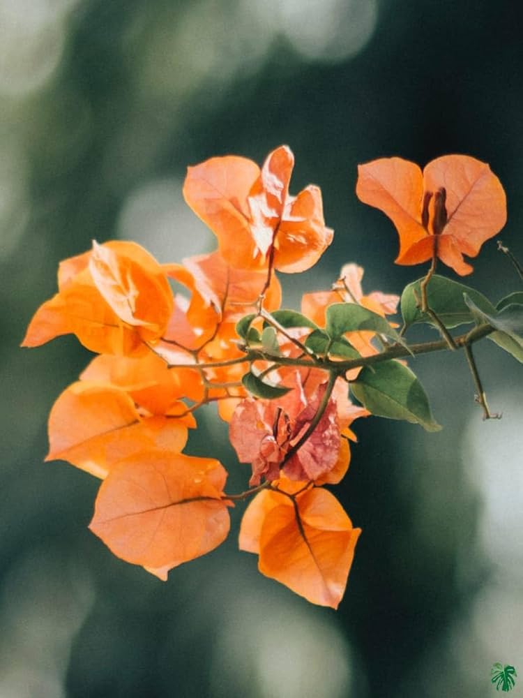 Bougainvillea Orange Flower Seeds for Planting – Heirloom, Non-GMO, High Germination Organic Garden Seeds