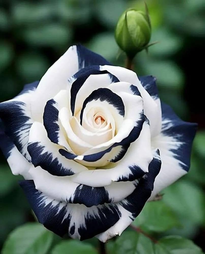 Black and White Rose Flower Seeds for Planting – Heirloom Non-GMO High Germination Organic Garden Seeds