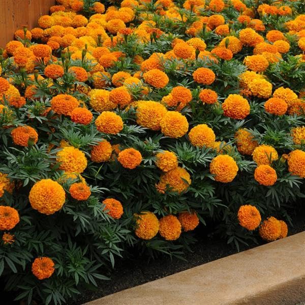 giant orange marigold seeds Yellow Orange Giant And Marigold Tagetes Erecta For Planting In Flower Bed And Urban – Neeraseeds