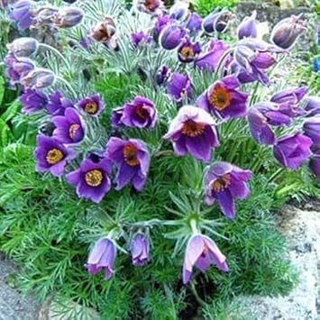 Flower Seeds, Seeds for Planting, Plant Seeds