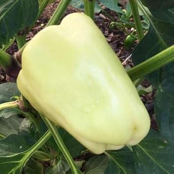 Vegetable Seeds, Seeds for Planting, Plant Seeds