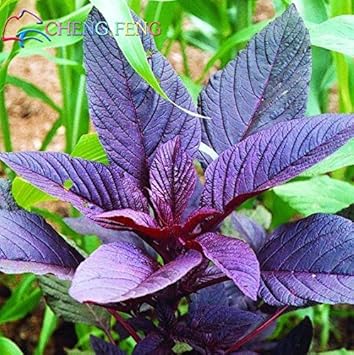 callaloo plant seeds Violet Jamaican Callaloo Seeds for Planting