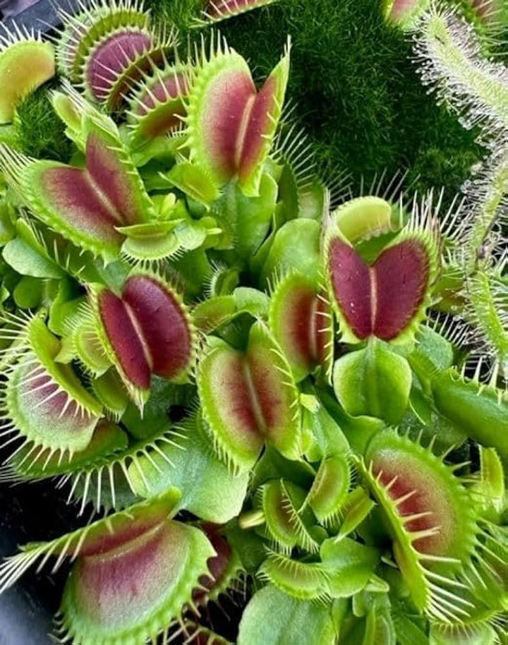 Carnivorous Plant Seeds for Planting - 100 pcs