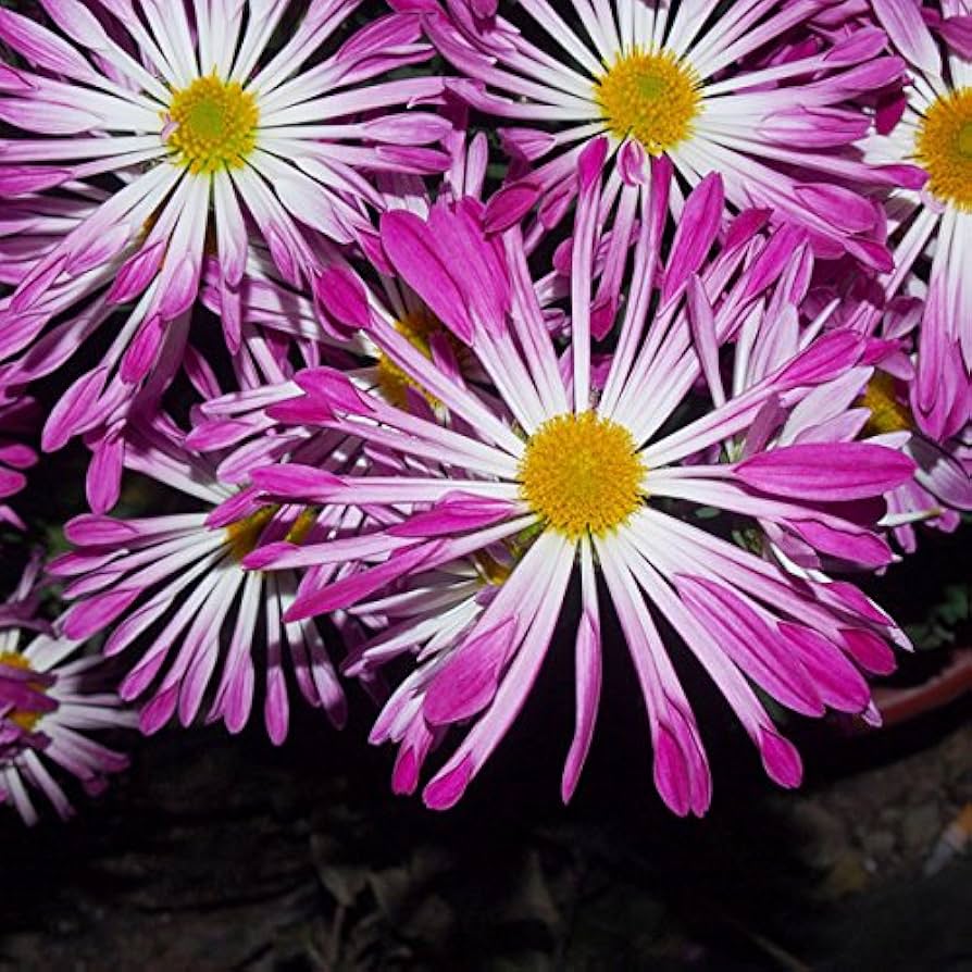garden mum seeds Pink Spoon Mum Non-GMO Heirloom Flower Seeds – Neeraseeds