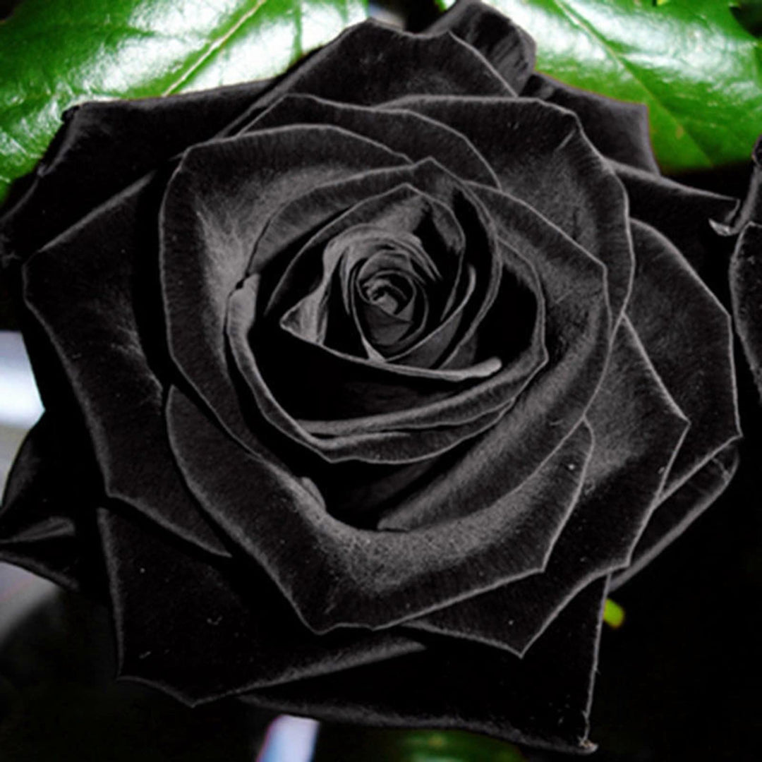 Black Rose Flower Seeds – Heirloom Non-GMO Seeds for Planting