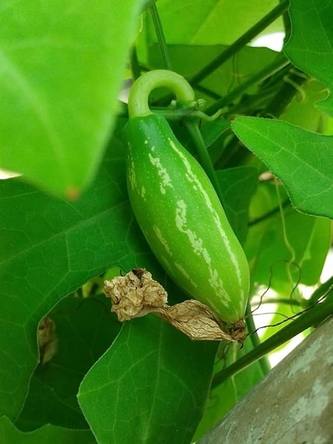 Ivy Gourd Seeds for Planting – Organic Climbing Vegetable Vine for Home Garden & Backyard Farming