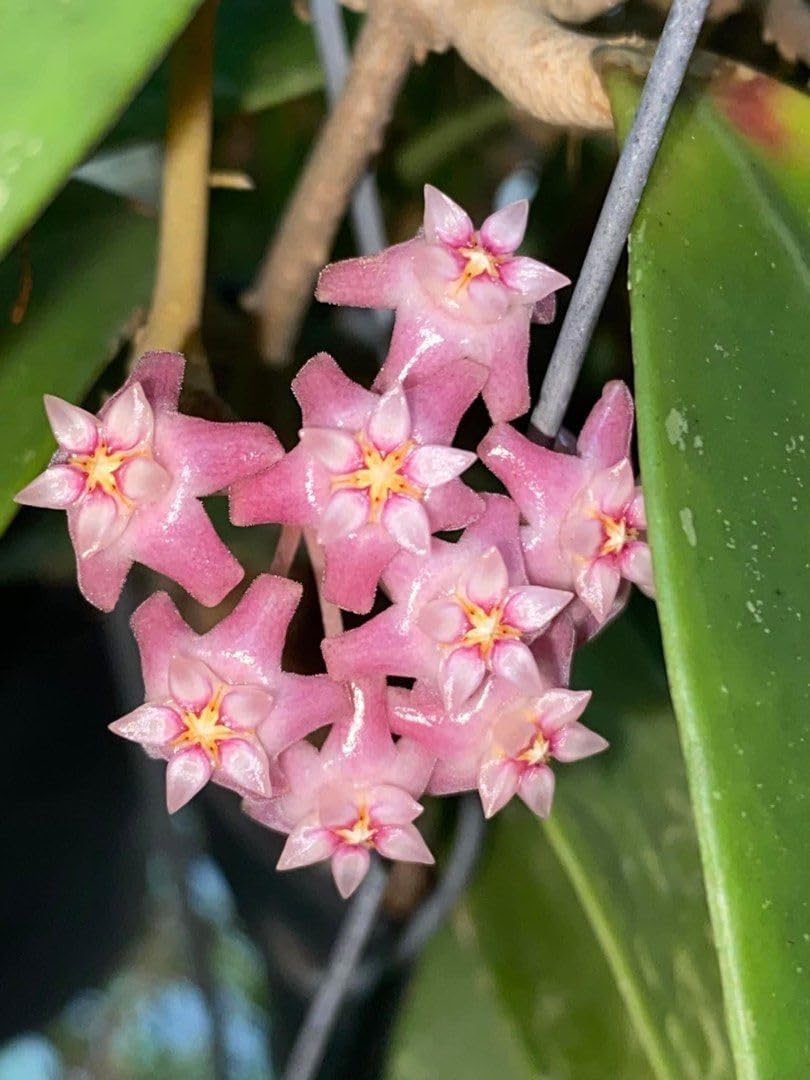 planting hoya seeds Baby Pink Hoya Flower Seeds for Planting – Heirloom, Non-GMO, High  Germination Tropical Garden Seeds