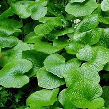 Daruma Wasabi Seeds for Planting – Heirloom, Non-GMO, Organic Garden S –  Neeraseeds
