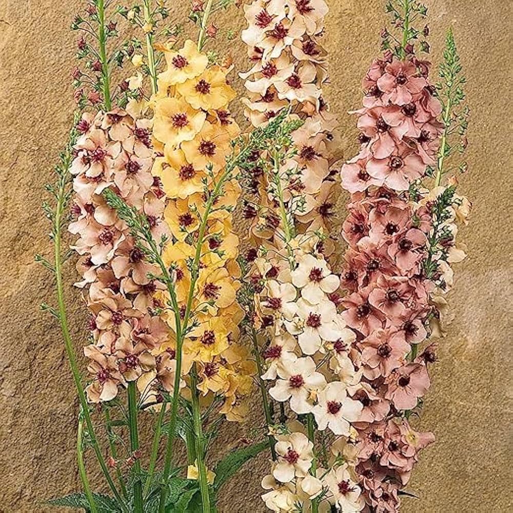 Antique Rose Verbascum Plant Seeds for Planting Non-GMO Heirloom Garden Seeds for Growing