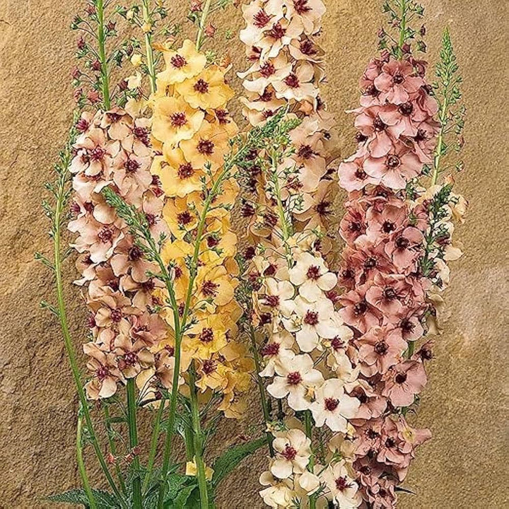 Antique Rose Verbascum Plant Seeds for Planting Non-GMO Heirloom Garden Seeds for Growing