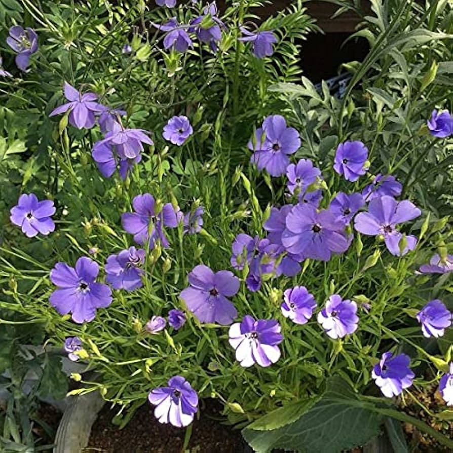 Blue Oculata Flower Seeds for Planting - Heirloom Non-GMO High Germination Organic Garden Seeds