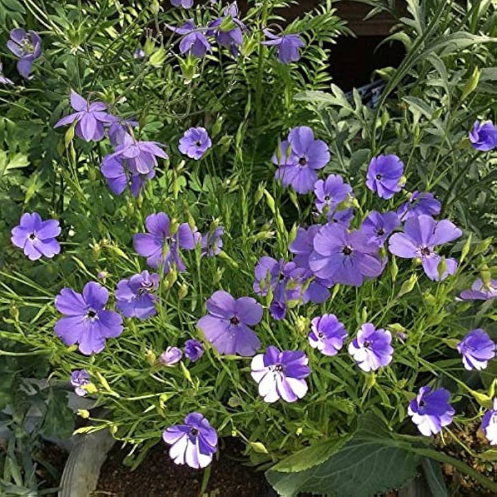 Blue Oculata Flower Seeds for Planting - Heirloom Non-GMO High Germination Organic Garden Seeds