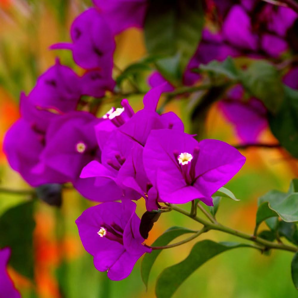 Bougainvillea Flower Seeds for Planting – 100 pcs Heirloom Non-GMO High Germination Organic Garden Seeds