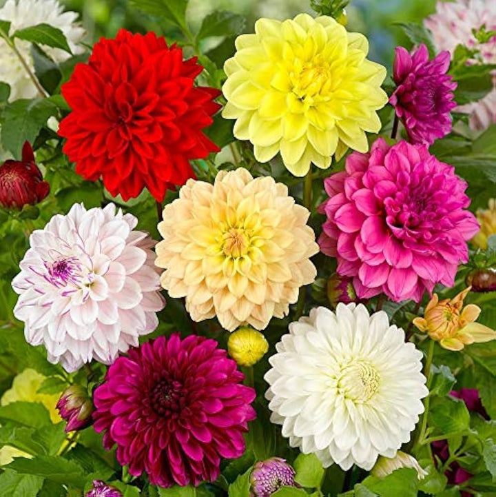 Butterscotch Dahlia Flower Seeds for Planting - Heirloom and Non-GMO Garden Seeds