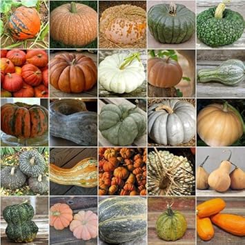 pumpkin seeds for garden Mixed Pumpkin Seeds for Planting – Heirloom, Non-GMO, High Germination, Organic Garden Seeds