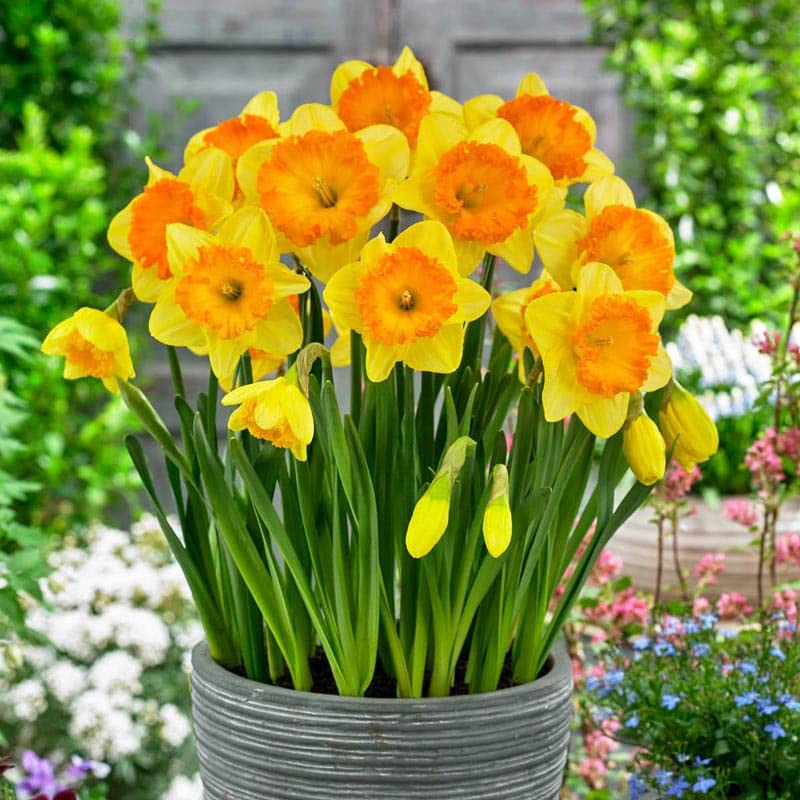 Yellow Orange Daffodil Flower Seeds for Planting – Heirloom Non-GMO | High Germination Organic Garden Seeds