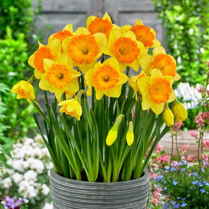Yellow Orange Daffodil Flower Seeds for Planting – Heirloom Non-GMO | High Germination Organic Garden Seeds