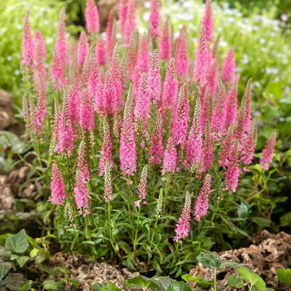 Pink Veronica Flower Seeds for Planting – Heirloom, Non-GMO, Organic Garden Seeds, High Germination