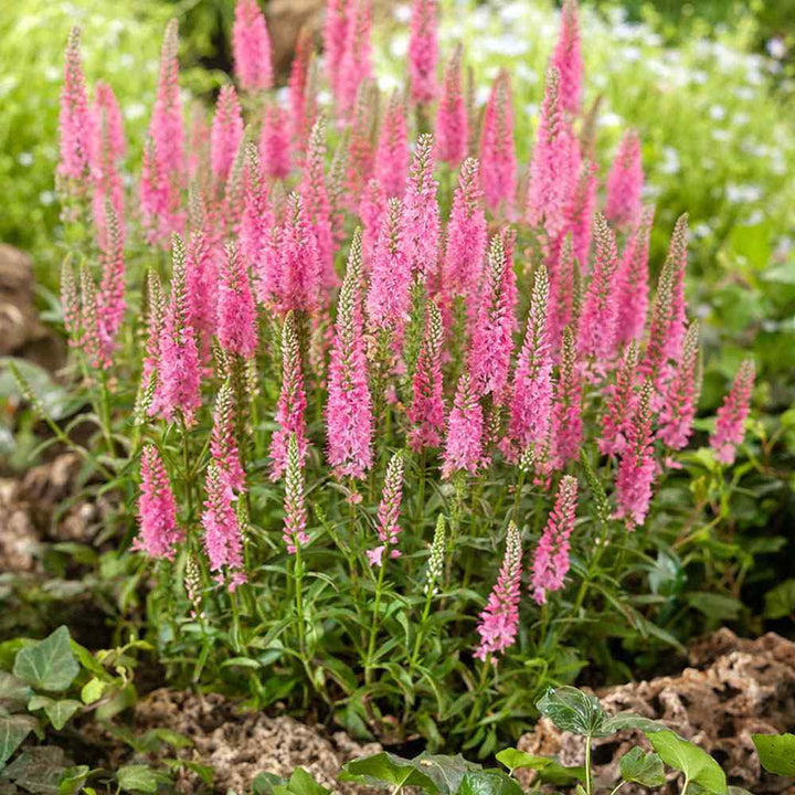 Pink Veronica Flower Seeds for Planting – Heirloom, Non-GMO, Organic Garden Seeds, High Germination