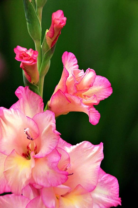 Baby Pink Gladiolus Flower Seeds for Planting | Heirloom Non-GMO High Germination Organic Garden Seeds