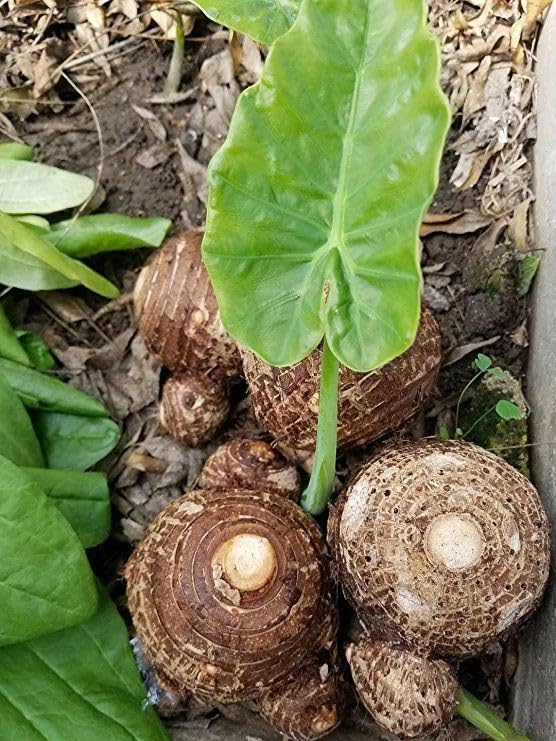 Taro Root Vegetable for Planting – High-Yield, Organic Colocasia Bulbs for Home Garden & Farm