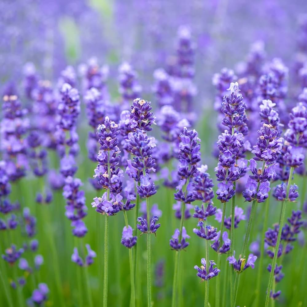 Heirloom Lavender Seeds for Planting – Non-GMO Organic Garden Herb Seeds,  High Germination