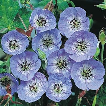 Flower Seeds, Seeds for Planting, Plant Seeds