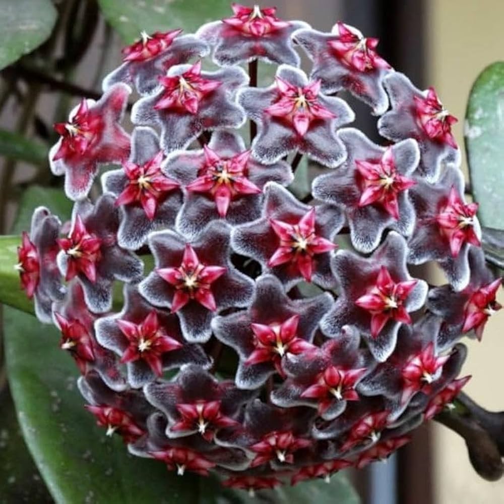 Ash Hoya Flower Seeds for Planting – Heirloom, Non-GMO, High Germination Tropical Garden Seeds