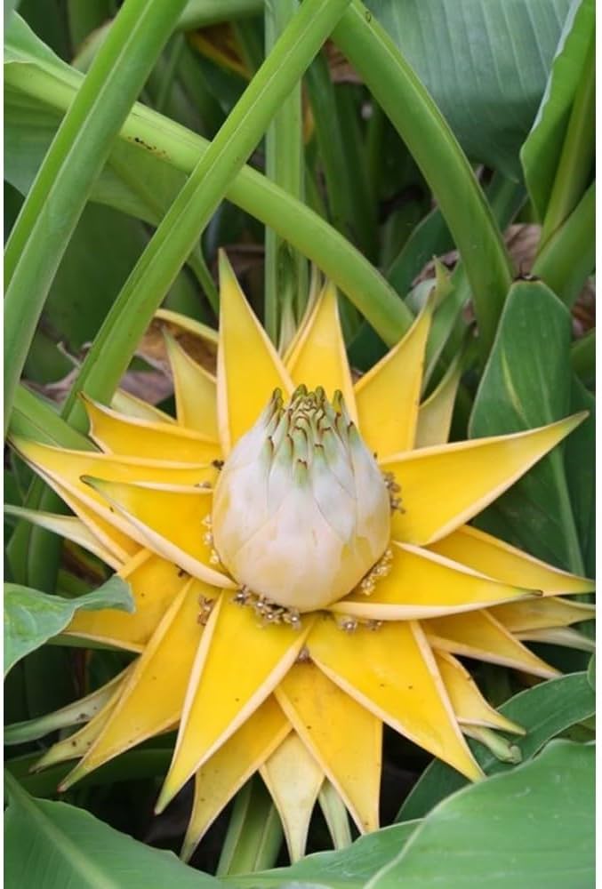 White Musella Lasiocarpa Plant Seeds for Planting – Rare Ornamental Banana Lotus
