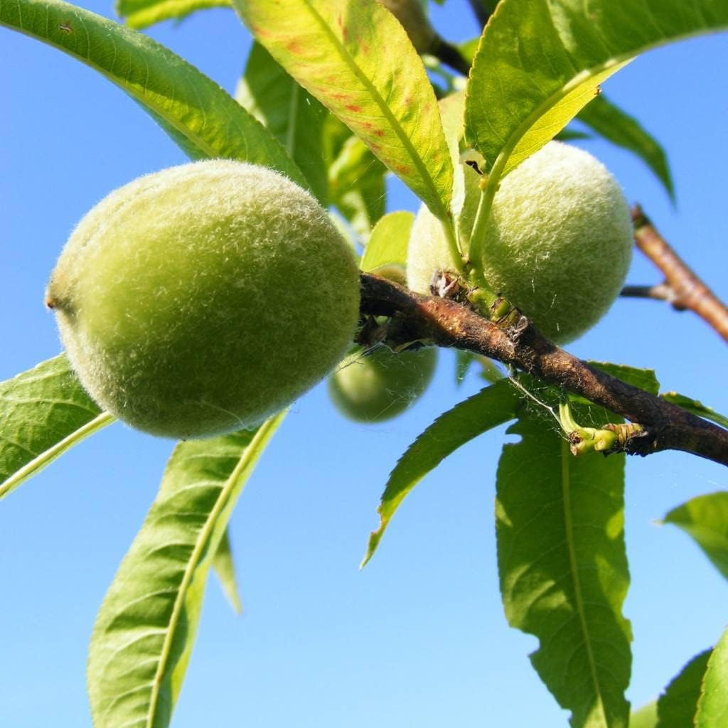 peach seeds to plant Black Mission Fig Seeds – Heirloom Non-GMO Fruit Seeds for Garden Planting 100 pcs