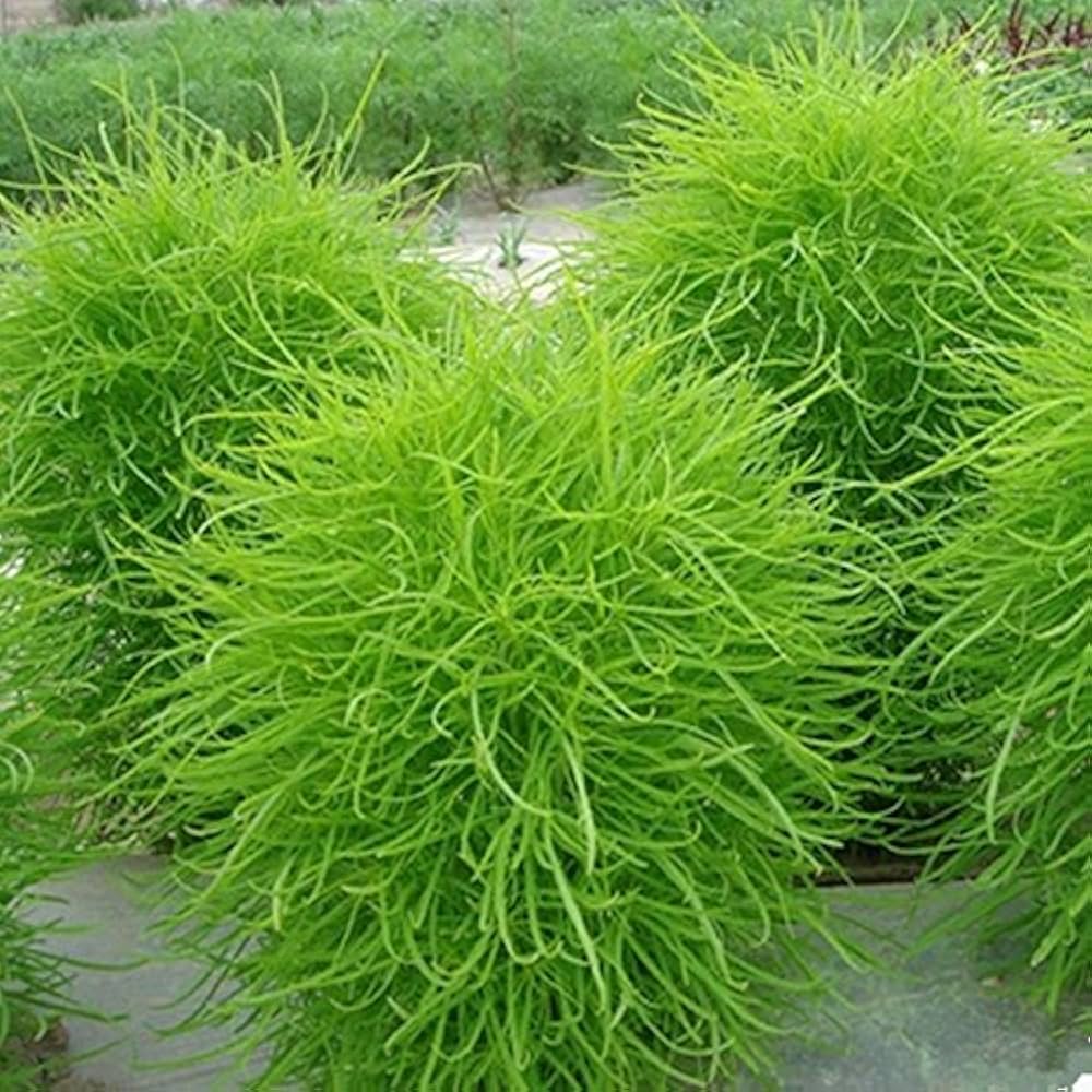 kochia plant seeds Kochia Scoparia Bush Grass Flower Seeds for Vibrant Organic Garden Blooms –  Neeraseeds