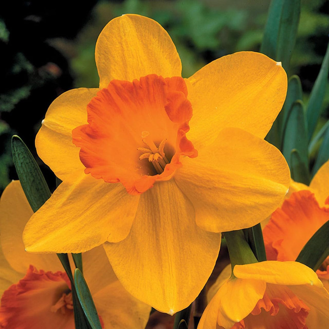 Flower Seeds, Seeds for Planting, Plant Seeds