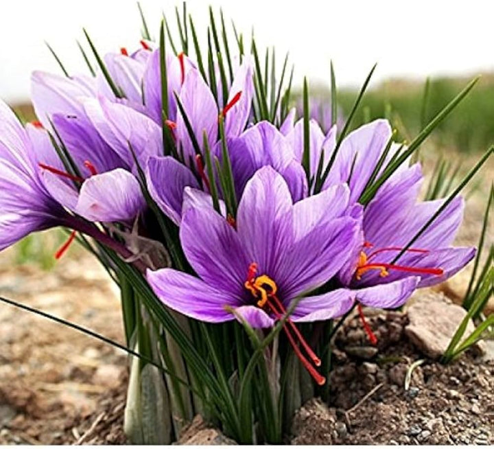 Hatsuga Saffron Crocus Mixed Flower Seeds