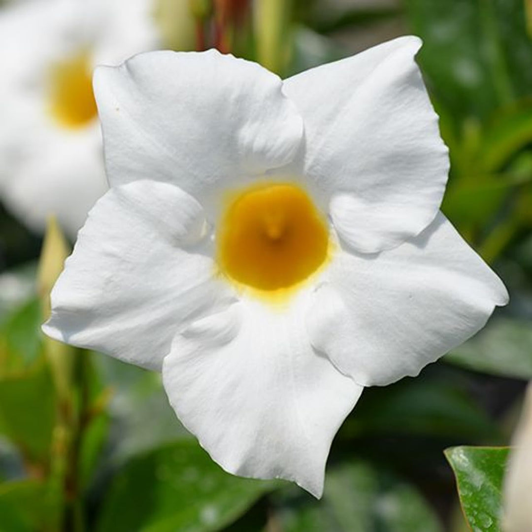 White Mandevilla Flower Seeds for Planting – Heirloom, Non-GMO, High Germination Tropical Climbing Vine Seeds