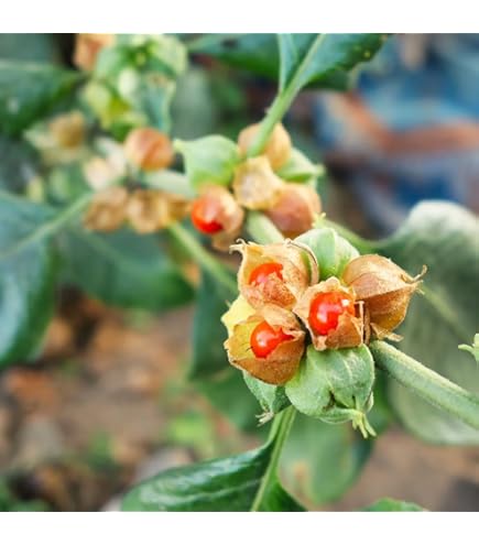 Orange Somnifera Plant Seeds for Planting – Medicinal Herb Seeds