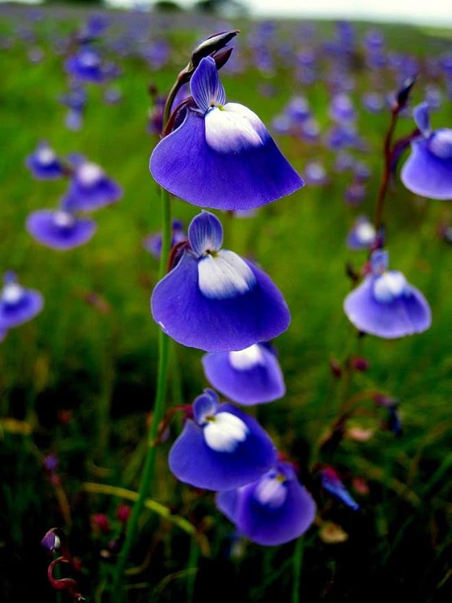 organic non gmo flower seeds Blue Bladderwort Flower Seeds for Garden Planting – Non-GMO Heirloom  Organic Garden Seeds, High Germination