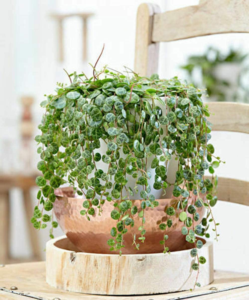 plant succulent seeds Heirloom Peperomia Prostrata Succulent Seeds – Non-GMO Ornamental Seed – Neeraseeds