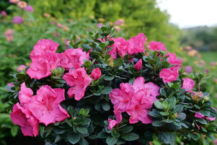 Azalea Flower Seeds Multi-Colored for Planting – Vibrant, Hardy Blooms