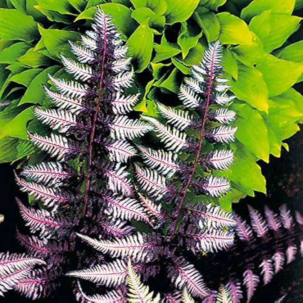 Purple Fern Plant Seeds – Heirloom Non-GMO, Easy to Grow Indoor & Outdoor  Ornamental Plant