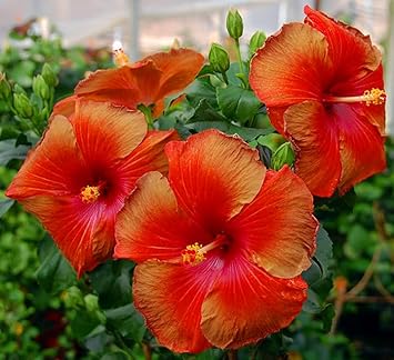 Flower Seeds, Seeds for Planting, Plant Seeds