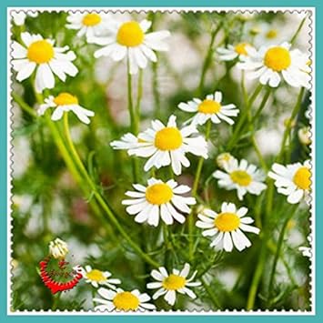 Flower Seeds, Seeds for Planting, Plant Seeds