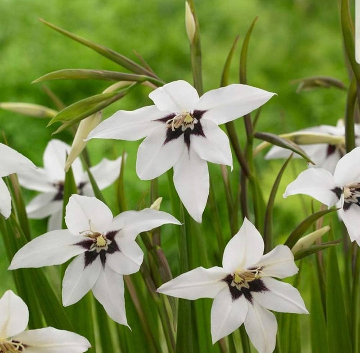 Acidanthera Flower Seeds Heirloom Non GMO Planting - 100 pcs