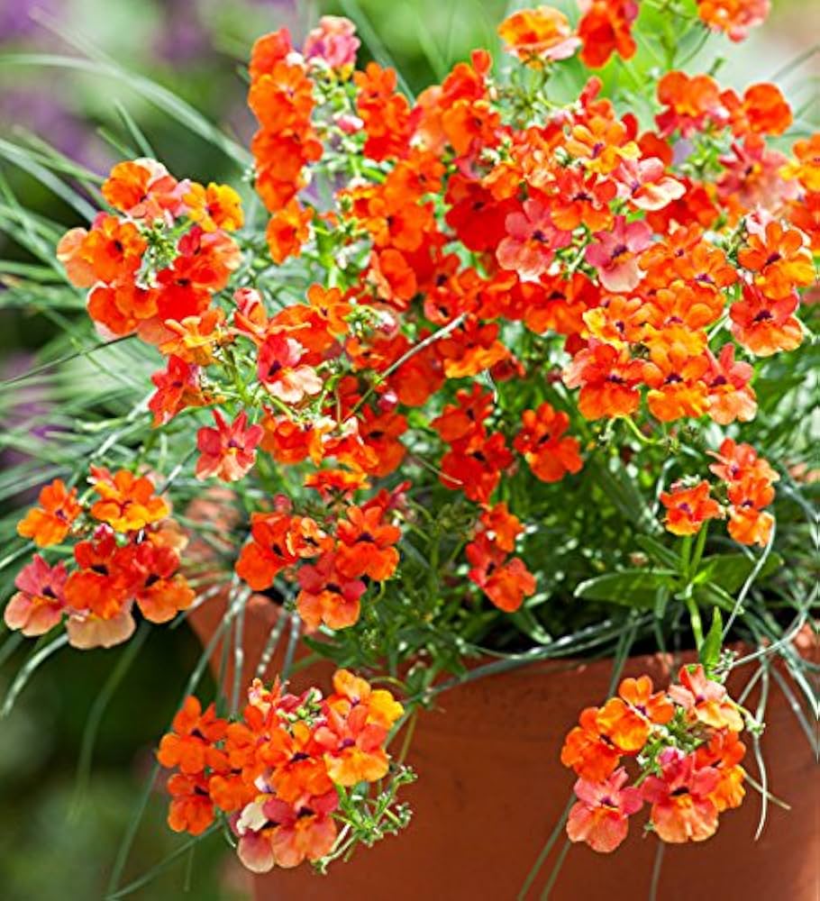 nemesia flower seeds Pouch Nemesia Flower For Patio And Path Gardens Flower Seeds for Blooming  Organic Garden – Neeraseeds