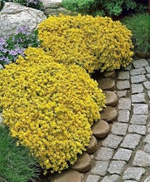 Flower Seeds, Seeds for Planting, Plant Seeds