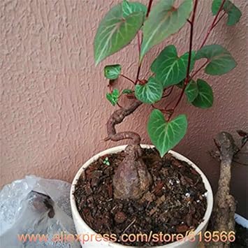 aliexpress plant seeds Organic Heirloom Non-GMO Green Tuber Fleeceflower Seeds for Planting –  Garden Blooms