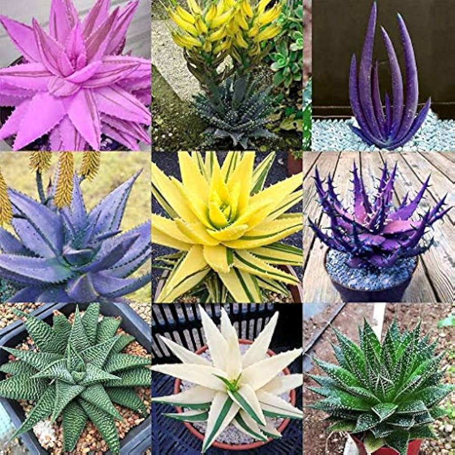 aloe vera plant mix Organic Mixed Color Aloe Vera Seeds for Planting – Heirloom Non-GMO