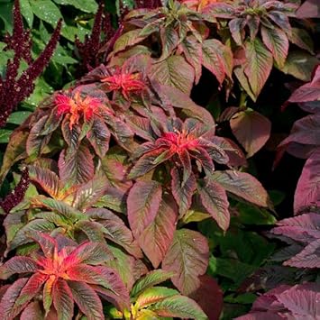callaloo plant seeds Heirloom Non-GMO Callaloo Leafy Green Vegetable Seeds for Planting