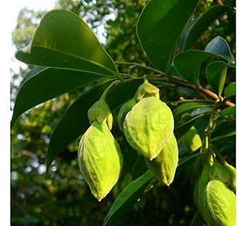 agarwood plant seeds Organic Agarwood (Aquilaria) Seeds for Planting – Rare, Aromatic Tree Seeds  for Growing